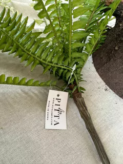 HELECHO DE BOSTON 39cm PA104 - PITTA IMPORTACIONES