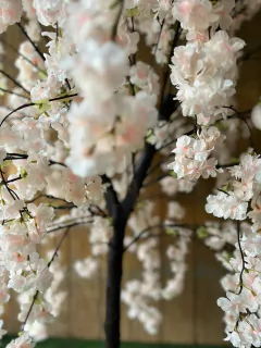 Imagen de ARBOL DE CEREZO