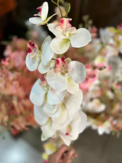 VARA DE ORQUíDEAS - PITTA IMPORTACIONES