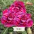 ROSA DO DESERTO PREMIUM TS-301 - comprar online