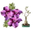 ROSA DO DESERTO ADULTA PURPLE PLUM