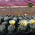 Cacto Astrophytum asterias na internet