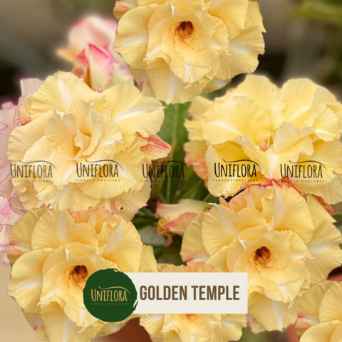 ROSA DO DESERTO AMARELA Golden Temple