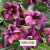 ROSA DO DESERTO PURPLE PLUM - comprar online