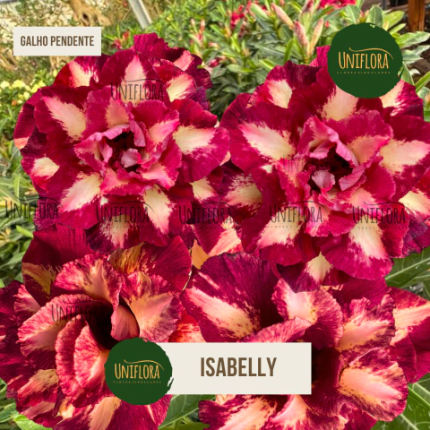 ROSA DO DESERTO BRD- ISABELLY Perfumada GALHOS PENDENTES - comprar online