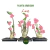 kit 2 PLANTAS ARABICUM