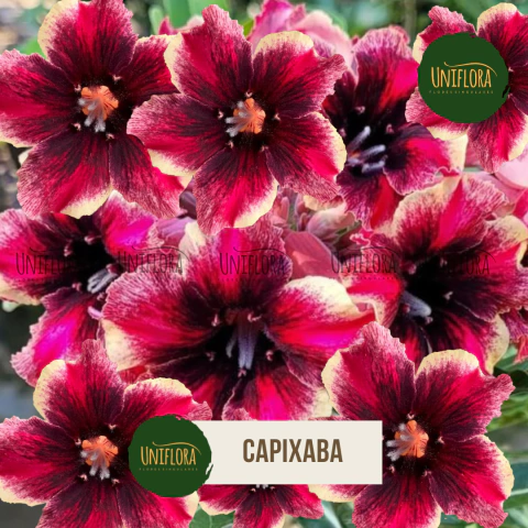 ROSA DO DESERTO BRD CAPIXABA Buque Perfumado