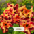 Rosa do Deserto BRD VITÓRIA - comprar online