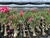 ROSA DO DESERTO PREMIUM Cor diferenciada TS-400 - UNIFLORA