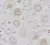 Papel de Parede House Of Turnowsky 388993