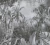 Papel de Parede Art Papier My Home My Spa 383564 papel de parede tropical preto e branco, estampa de folhagens densas, efeito monocromático, visual artístico sombreado, estilo natureza clássica, atmosfera dramática e sofisticada