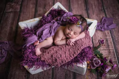 Estrela acompanhamento - comprar online