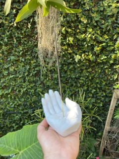 Incensário Mão Buda - Marmorite - loja online