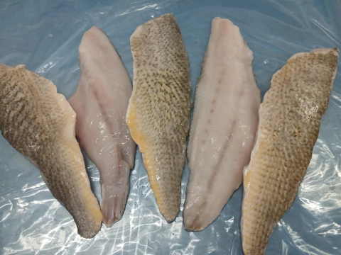 FILET DE CORVINA CONGELADA x kilo