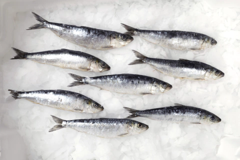 SARDINA PORTUGUESA x kilo - comprar online