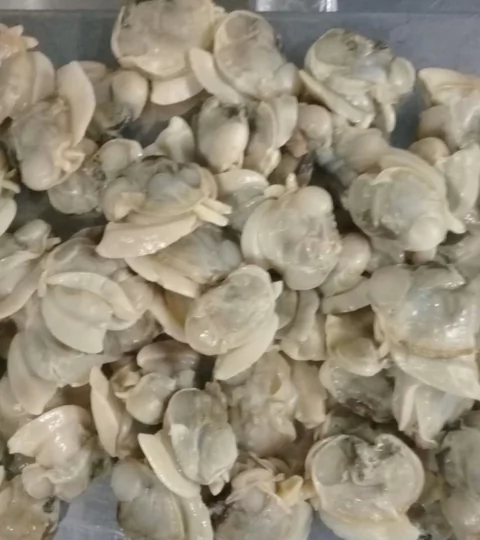 ALMEJA PELADA x kilo