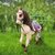 Caballo Morgan de 50 cms con articulaciones, pelo y cola largas para peinar y 10 accesorios - Our Generation