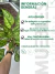 AGLAONEMA GRANDE (Aglaonema commutatum) en internet