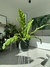 Asplenium grande - comprar online