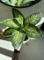 Dieffenbachia Tropic SÚPER XL (Dieffenbachia seguine) - comprar online