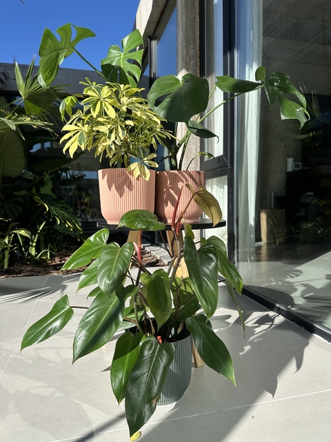 3 PLANTAS EN PROMO (PHILODENDRON SANGUINEO MEDIANO + MONSTERA + ARALIA) - comprar online