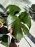 TRIO PLANTAS EN PROMO (POTUS + MONSTERA + PHILODENDRON SANGUINEO MEDIANO) - Mueblesyelectrolp