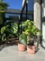 TRIO PLANTAS EN PROMO (PALO DE AGUA PEQUEÑO + POTUS + MONSTERA) - Mueblesyelectrolp