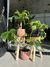 TRIO PLANTAS EN PROMO (PALO DE AGUA PEQUEÑO + POTUS + MONSTERA) - comprar online