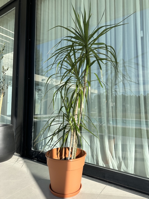 Marginata XL (Dracaena marginata) - comprar online