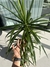 Marginata XL (Dracaena marginata) - tienda online