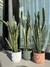 Sansevieria grande - comprar online