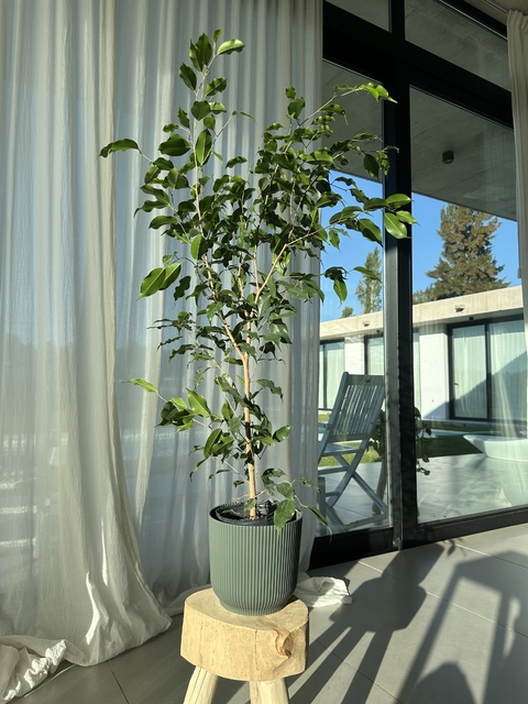 FICUS VERDE MEDIANO - comprar online