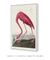 Quadro Decorativo John James Audubon The Pink Flamingo