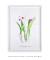 Quadro Decorativo Laelia Purpurata Reginae - DePoster Content Décor | Loja Online de Quadros Decorativos