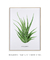 Quadro Decorativo Zebra Haworthia - DePoster Content Décor | Loja Online de Quadros Decorativos