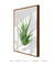Imagem do Quadro Decorativo Zebra Haworthia