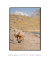 Quadro Fotografia Peru - Burro e Pasto - comprar online