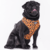 ARNES WIL LEOPARD