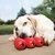 Kong - Goodie Ribbon - comprar online