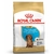Royal Canin Dachshund Puppy