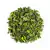 Moringa 50 Gr - comprar online