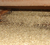 SEMILLAS DE CÉSPED RYEGRASS ANUAL ESTANZUELA X 25 KG en internet