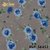 Tecido Voil Rustico Floral Azul