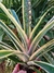 Aechmea Alvarez - comprar online