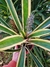 Aechmea Alvarez
