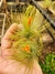T. andreana - Artillandsia