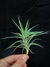 T. bergeri
