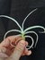 T. caliginosa