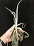 T. duratii