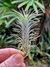T. funckiana